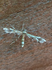 Geina periscelidactylus