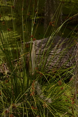 Juncus effusus solutus