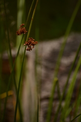 Juncus effusus solutus