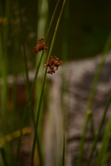 Juncus effusus solutus