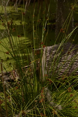 Juncus effusus solutus