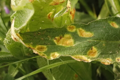Puccinia symphyti-bromorum