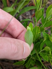 Vaccinium tenellum