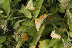 Puccinia symphyti-bromorum