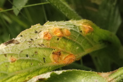 Puccinia symphyti-bromorum