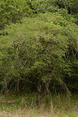 Prunocerasus