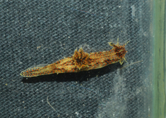 Polycera alabe