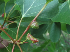 Pemphigus trehernei