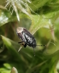 Ochetostethus