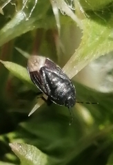 Ochetostethus
