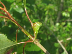 Pemphigus trehernei