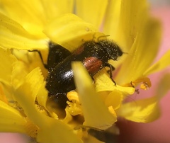 Divales bipustulatus
