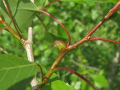 Pemphigus trehernei