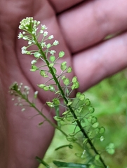 Lepidium virginicum