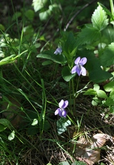 Viola canina