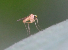 Xanthochlorus