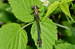 Gomphurus ventricosus