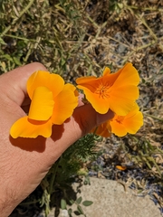 Eschscholzia californica