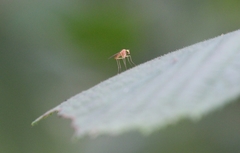 Xanthochlorus