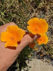 Eschscholzia californica