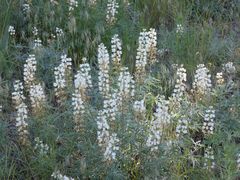 Lupinus sulphureus