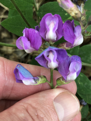 Lathyrus polyphyllus