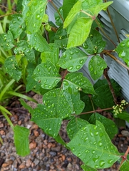 Toxicodendron radicans
