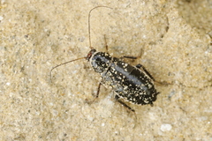 Phyllodromica megerlei