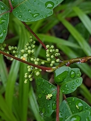 Toxicodendron radicans