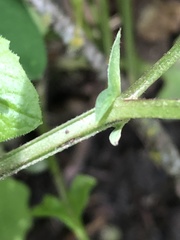 Lathyrus polyphyllus