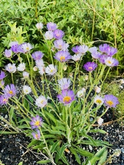 Erigeron peregrinus