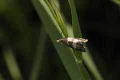 Dichrorampha sequana