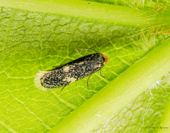 Ectoedemia similella
