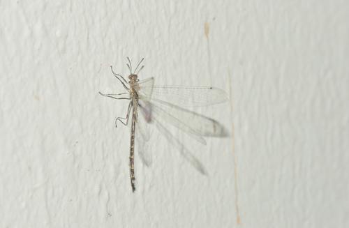 Dimarella angusta