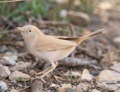 Curruca deserti