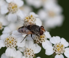 Miltogramma punctata