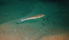 Platycephalus grandispinis