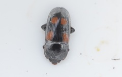 Ipidia binotata