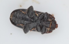 Ipidia binotata
