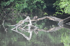 Anas platyrhynchos domesticus