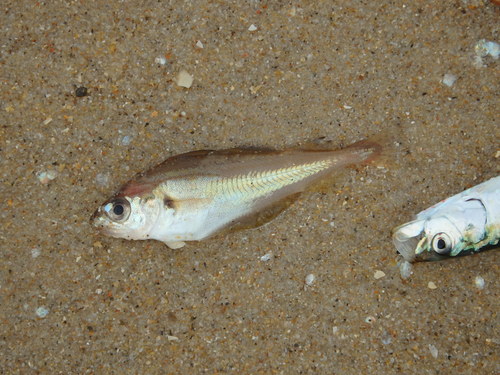 Trisopterus luscus