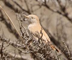 Curruca deserti