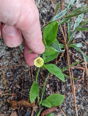 Physalis lanceolata