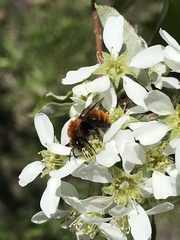 Andrena milwaukeensis