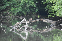 Anas platyrhynchos domesticus