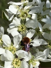 Andrena milwaukeensis