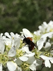 Andrena milwaukeensis