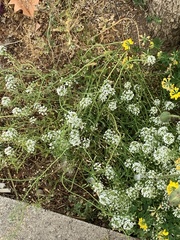 Lobularia maritima