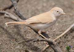 Curruca deserti