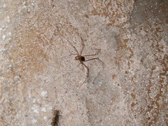 Stygnopsis